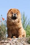 CHOW CHOW 127